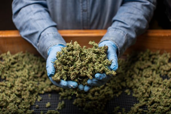 What’s the Difference Between Indica, Sativa, and Hybrid Strains?