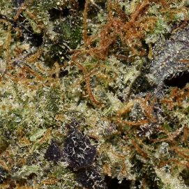 Astro Pink AAAA By (Next Level) Trichomes