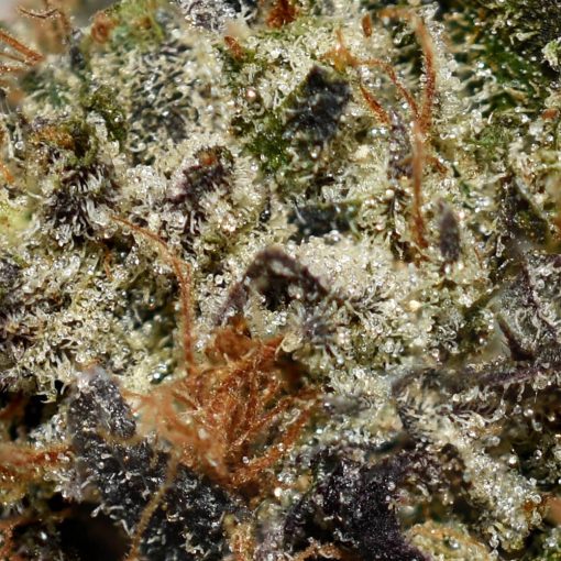 Death Bubba AAAA By (Canandia) Trichomes