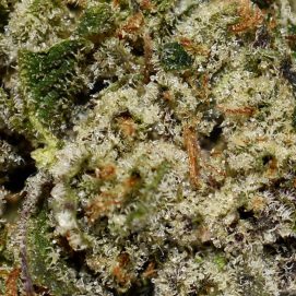 Death Bubba Smalls AAAA By (Canandia) Trichomes