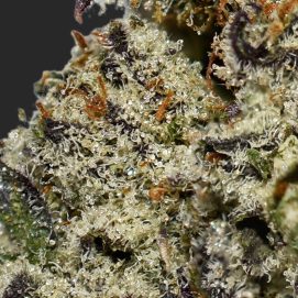 Donkey Butter AAAA By (Broken Coast Cannabis) Trichomes
