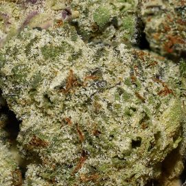 Donkey Butter Smalls AAAA By (Broken Coast Cannabis) Trichomes