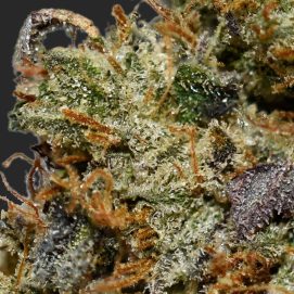 El Padrino AAAA By (Next Level) Trichomes