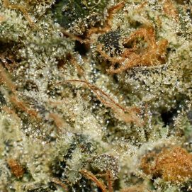 Flamin Cheetos AAAA By (Next Level) Trichomes