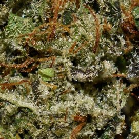 G Wagon AAAA By (Next Level) Trichomes