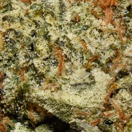Georgia Pie AAAA By (Next Level) Trichomes