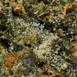 Alternative view of Girl Scout Cookies AA By (Smoker Farms)