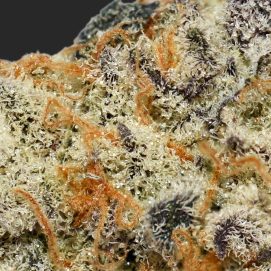 Gorilla Glue #4 AAAA By (Top Shelf BC) Trichomes