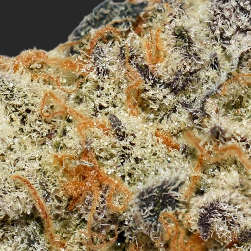 Gorilla Glue #4 AAAA By (Top Shelf BC) Trichomes