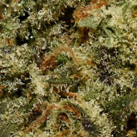 Alternative view of Gorilla Glue AA By (Woody Nelson)