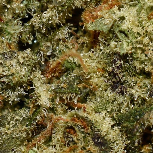 Gorilla Glue AA By (Woody Nelson) - Image 2