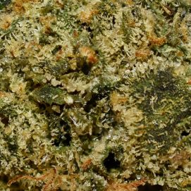 Alternative view of Green Crack Smalls AA By (Weathered Islands)