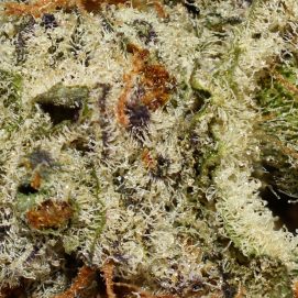 Mac1 AAAA By (Aurora Cannabis) Trichomes