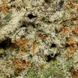Mac1 Smalls AAAA By (Aurora Cannabis) Trichomes