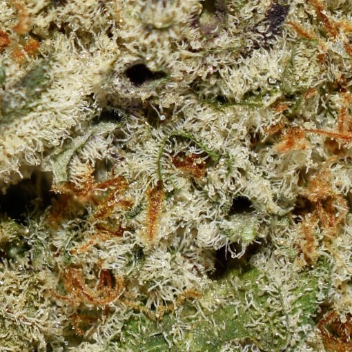 Mac1 Smalls AAAA By (Aurora Cannabis) Trichomes