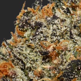 Monkey Bread #1 Smalls AAAA By (Certified Portland) Trichomes