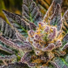 Cannabis