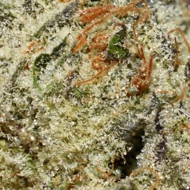 Pineapple Godbud AAAA By (Bonzai Boyz) Trichomes