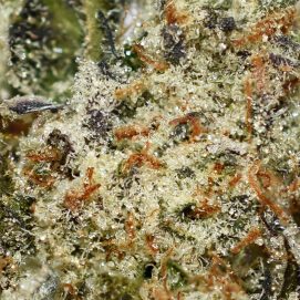 Pineapple Godbud Smalls AAAA By (Bonzai Boyz) Trichomes