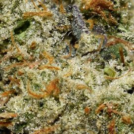 Pinetar Bubba AAAA By (Next Level) Trichomes