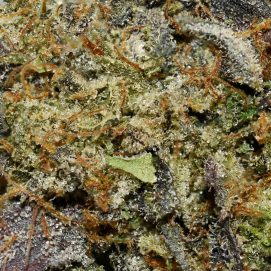 Pink Bubba AAAA By (Next Level) Trichomes
