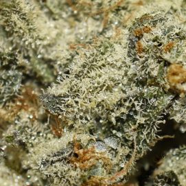 Platinum Oreoz AAAA By (Next Level) Trichomes