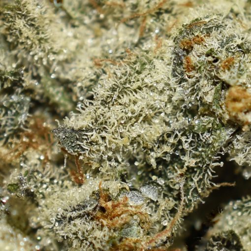 Platinum Oreoz AAAA By (Next Level) Trichomes