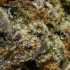 Purple Octane AAAA By (Next Level) Trichomes