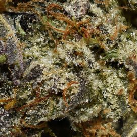 Purple Octane AAAA By (Next Level) Trichomes