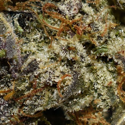 Purple Octane AAAA By (Next Level) Trichomes