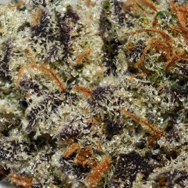Rainbow Punch AAAA By (Aurora Cannabis) Trichomes