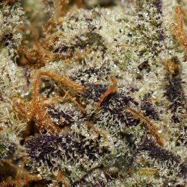 Rainbow Punch Smalls AAAA By (Aurora Cannabis) Trichomes