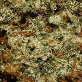Alternative view of Strawberry AA By (Pineapple Buds)