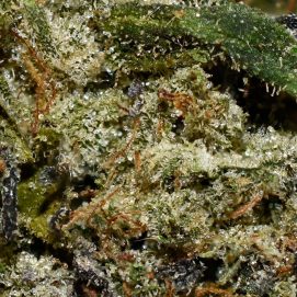 UBC Chemo AAAA By (Next Level) Trichomes
